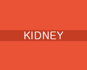 KIDNEY